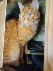 Garfield
