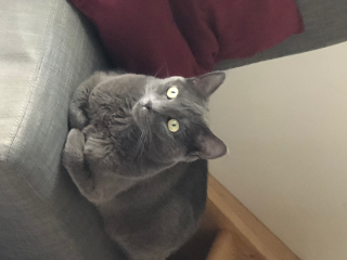 Mia