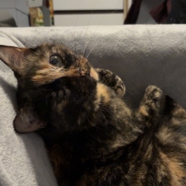 Mochi