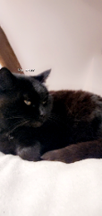 Minette