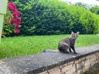 Lilou