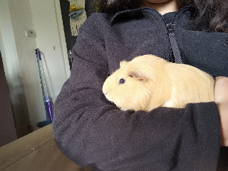 Ernesto