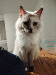 Yuki