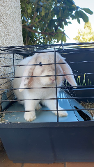 Fluffy