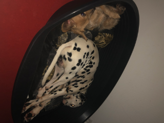 Pixel