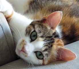 Holly