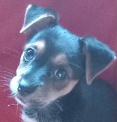 Lila