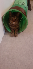 Marley