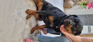 Kali
