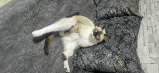 Kouti
