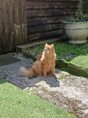 Caramel