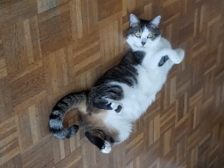 Roxie