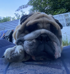 Elvis