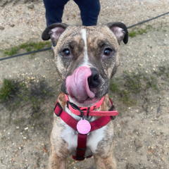 Kira