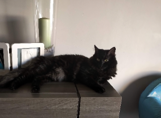 Kitty