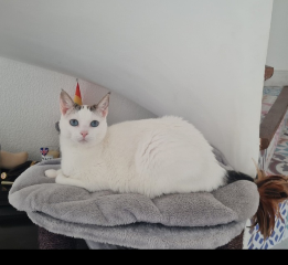 Nala
