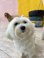 Nina