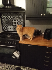 Oliver