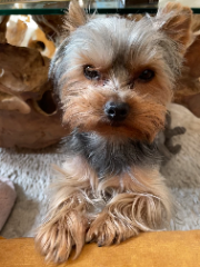 Cookie