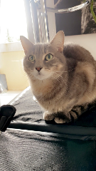 Tigrou