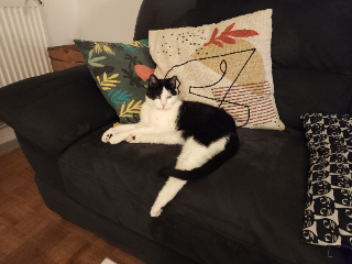Cat