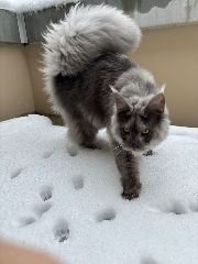 Mya