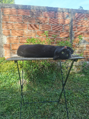 Poko