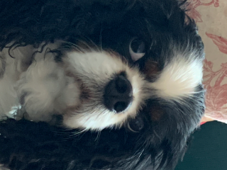 Oscar