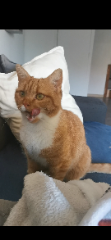 Mirabelle