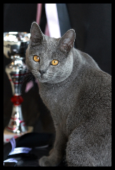 Myrtille