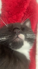 Gus