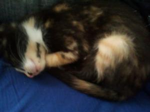 chipie