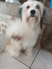 Toka