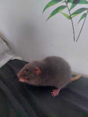 Juliette