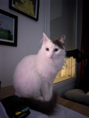Nala