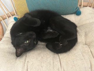 Maya