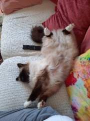 Suki