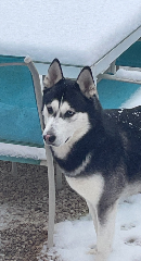 Loki