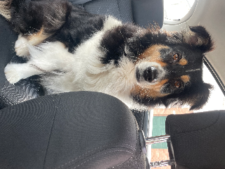 Pixelle