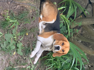 Tarzan