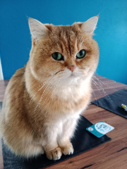 Isabella