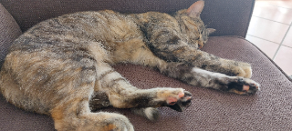 Tika