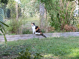 Dora