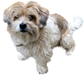 Koda