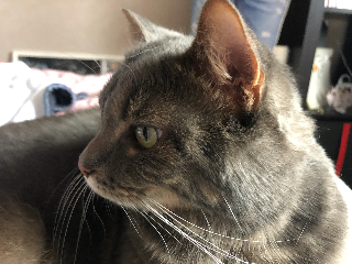 Mimi