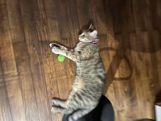 Roxy