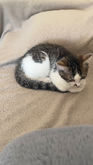 Simba