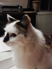 Plume