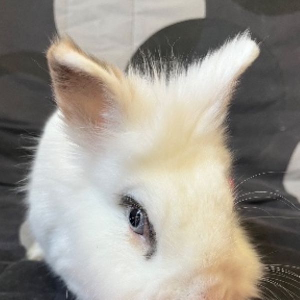 Bijou