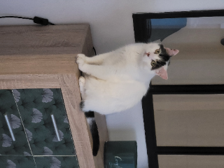 Léo